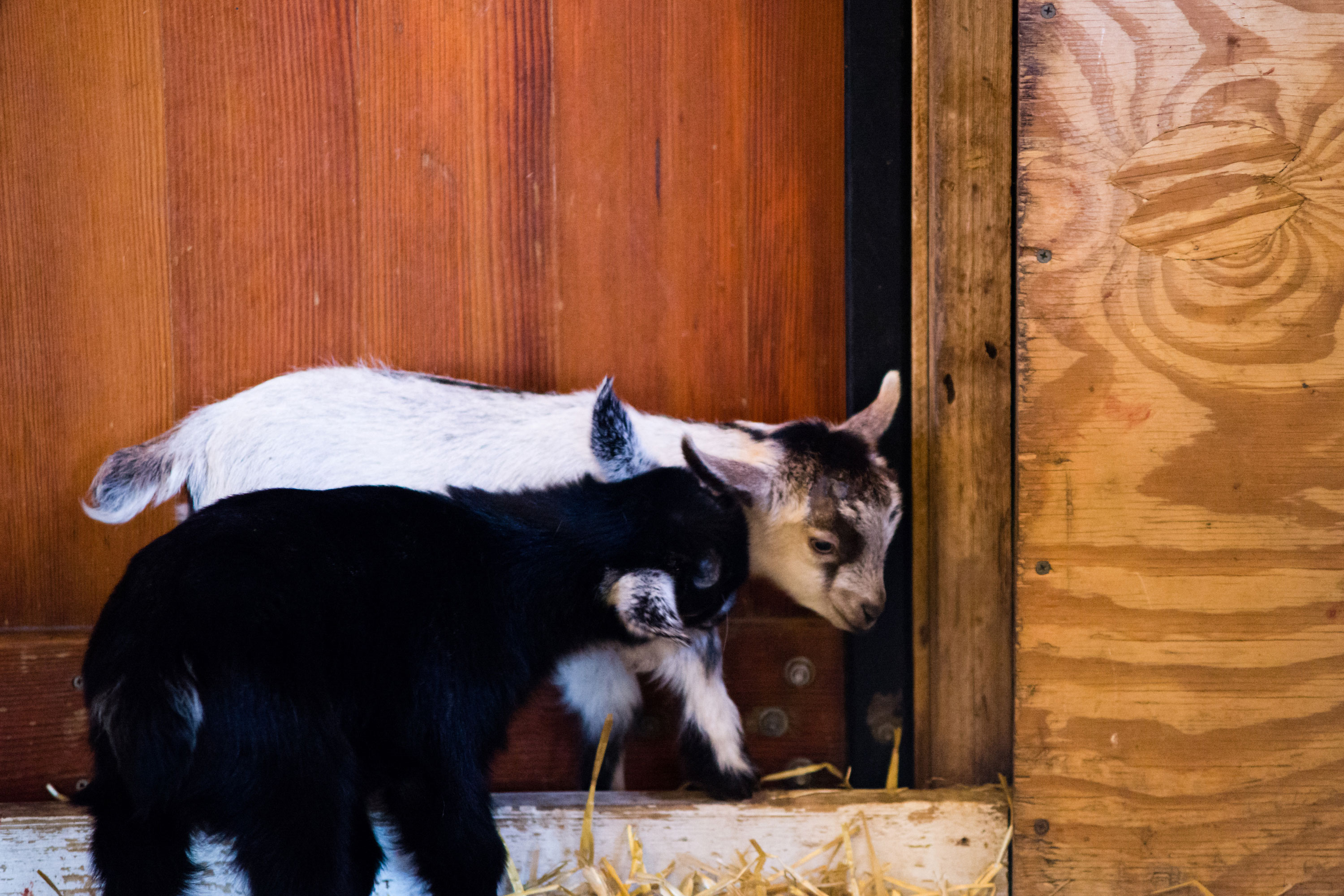 Farm Babies At The Minnesota Zoo