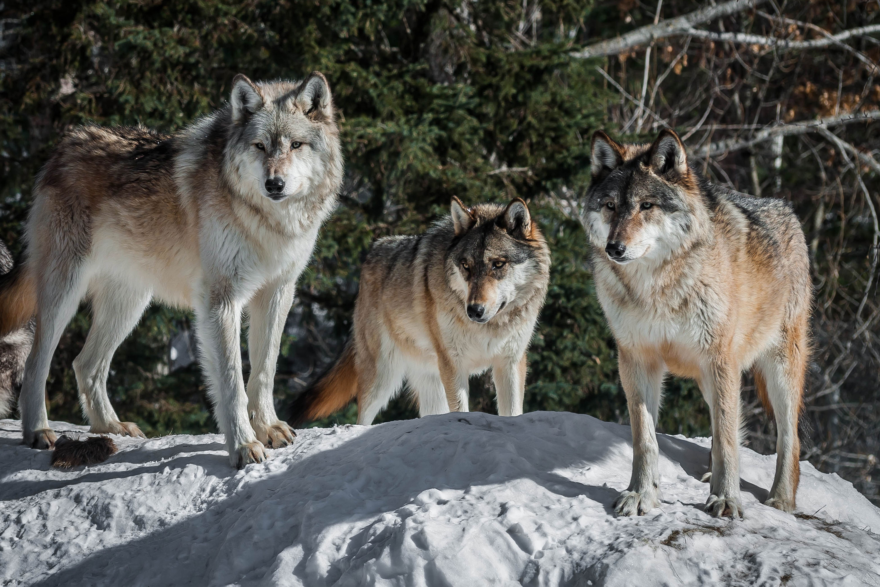 international wolf center