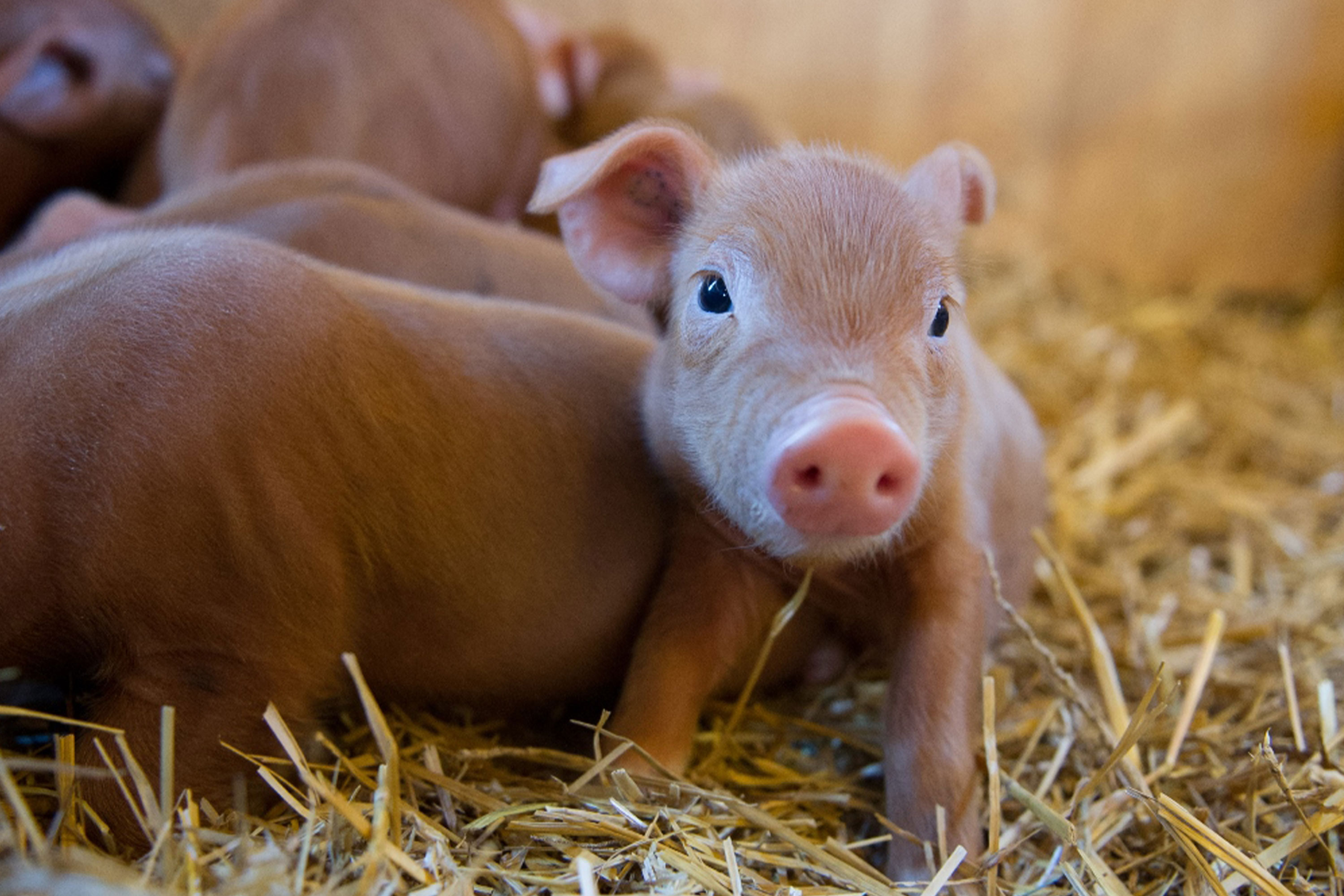 See Baby Animals at Minnesota's Zoos Explore Minnesota