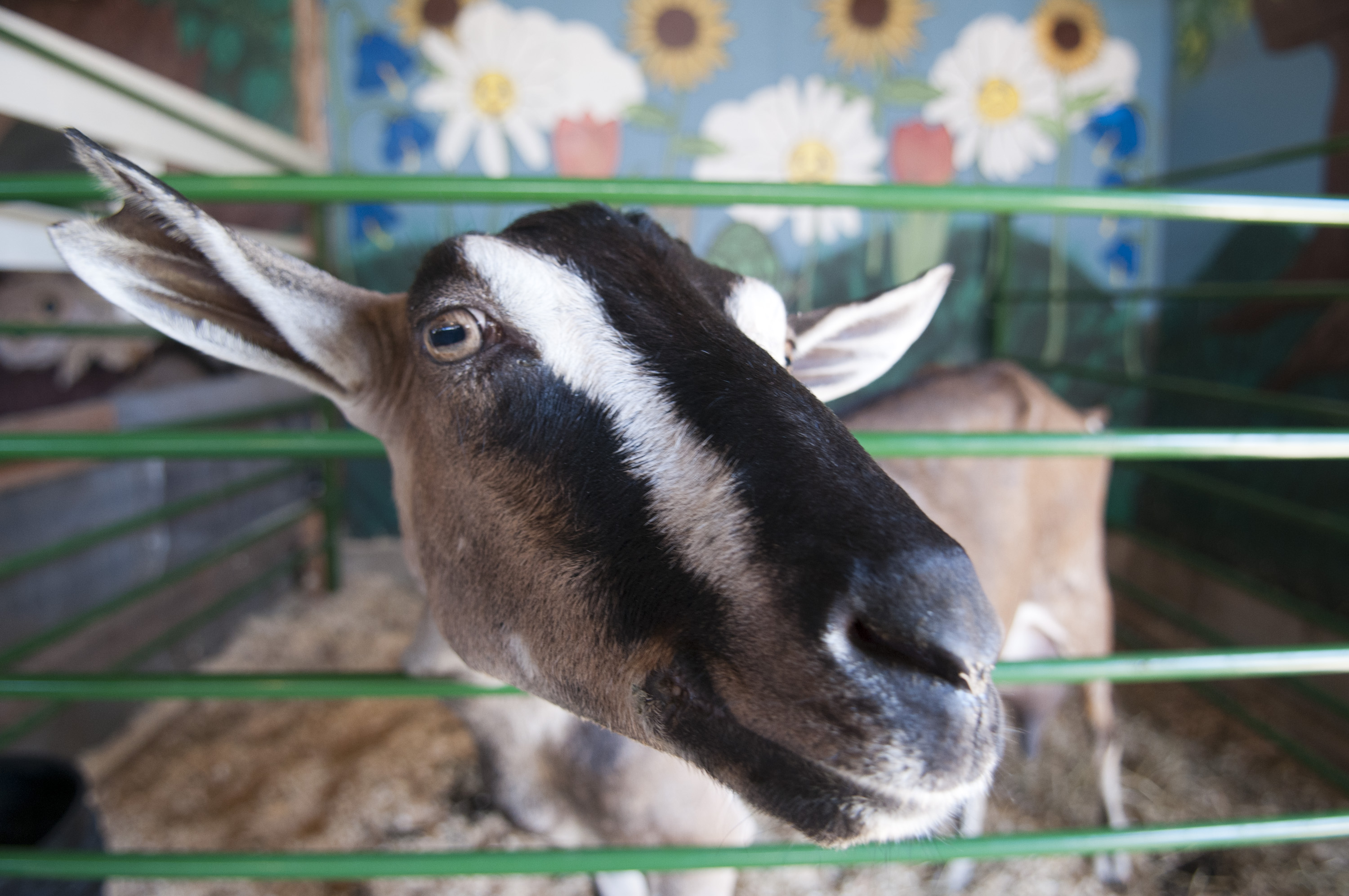 A Complete List of Minnesota's County Fairs in 2022 | Explore Minnesota