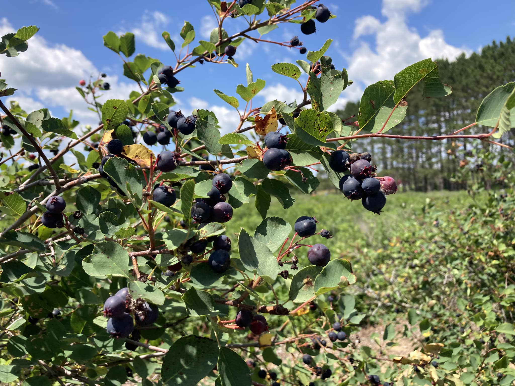 Where to Pick Locally Grown Berries in Minnesota | Explore Minnesota