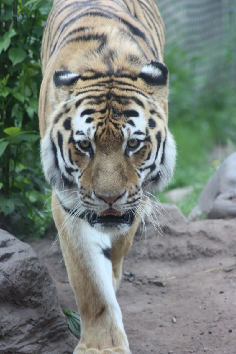 Lake Superior Zoo Explore Minnesota