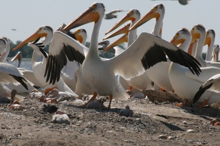 St. Paul is Minnesota's Newest Bird City