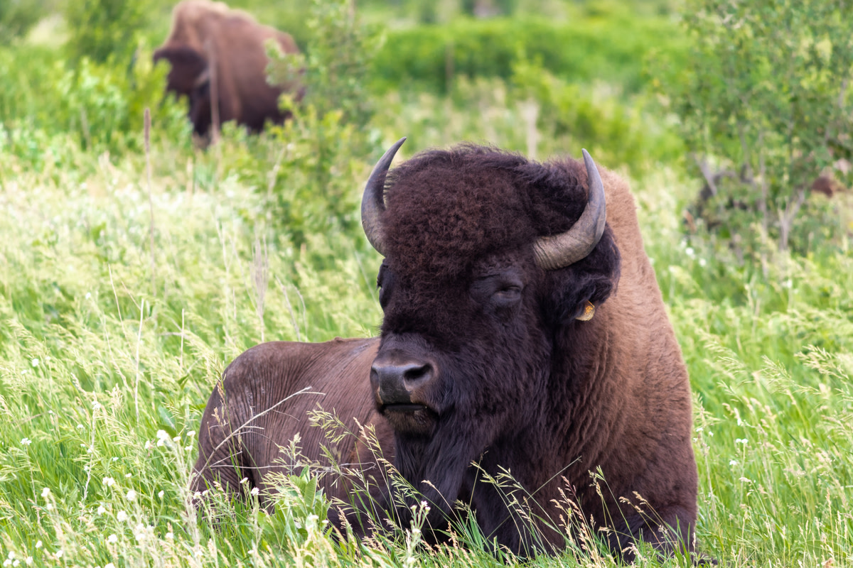 Free State Park Day | Explore Minnesota