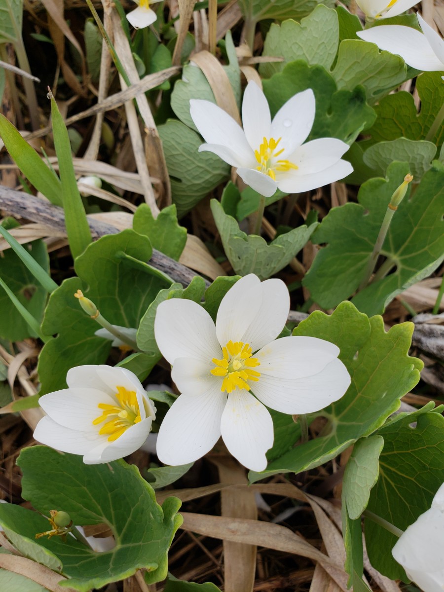 Wildflower Tour Explore Minnesota