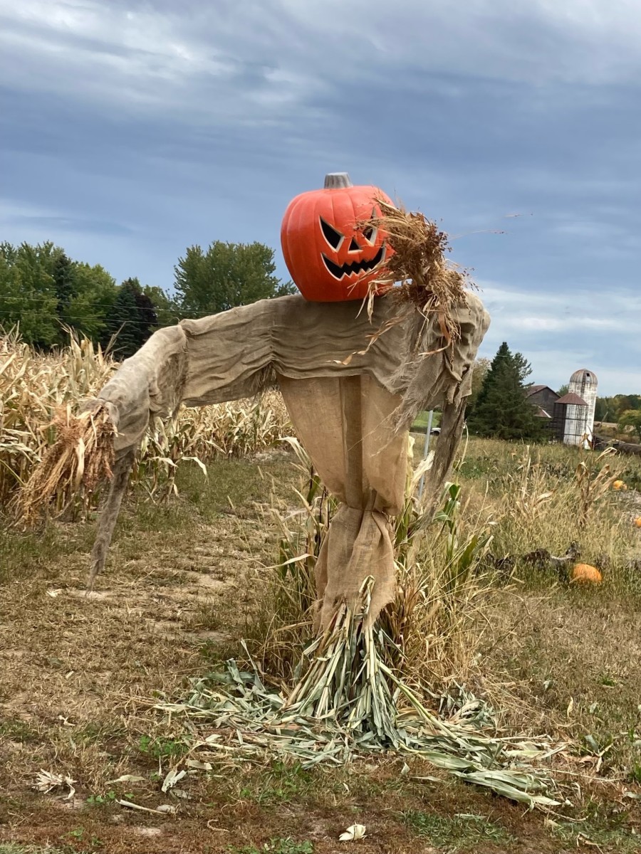 Peaceful Pines Pumpkin Patch and Apple Orchard | Explore Minnesota