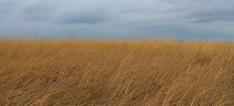 Felton Prairie SNA | Explore Minnesota