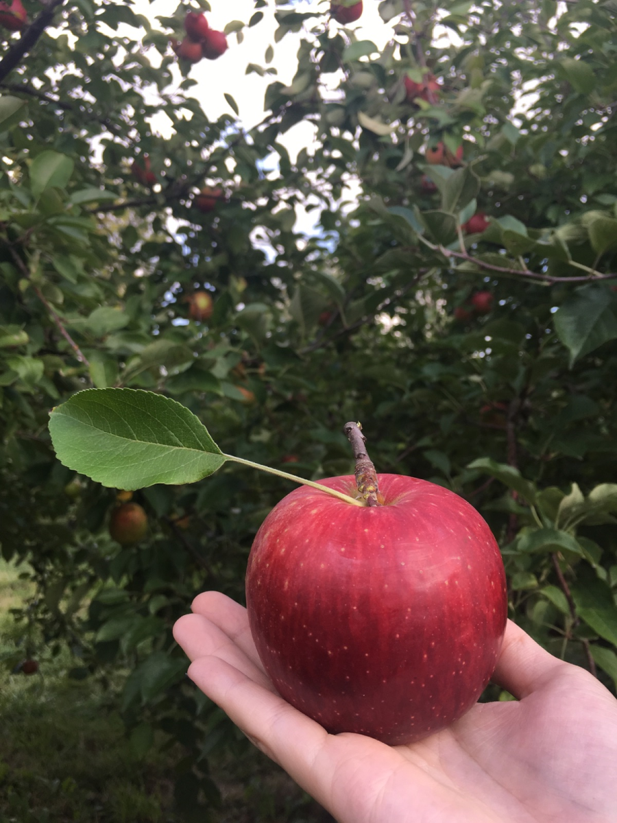 St. Croix River Valley Apple Fest | Explore Minnesota