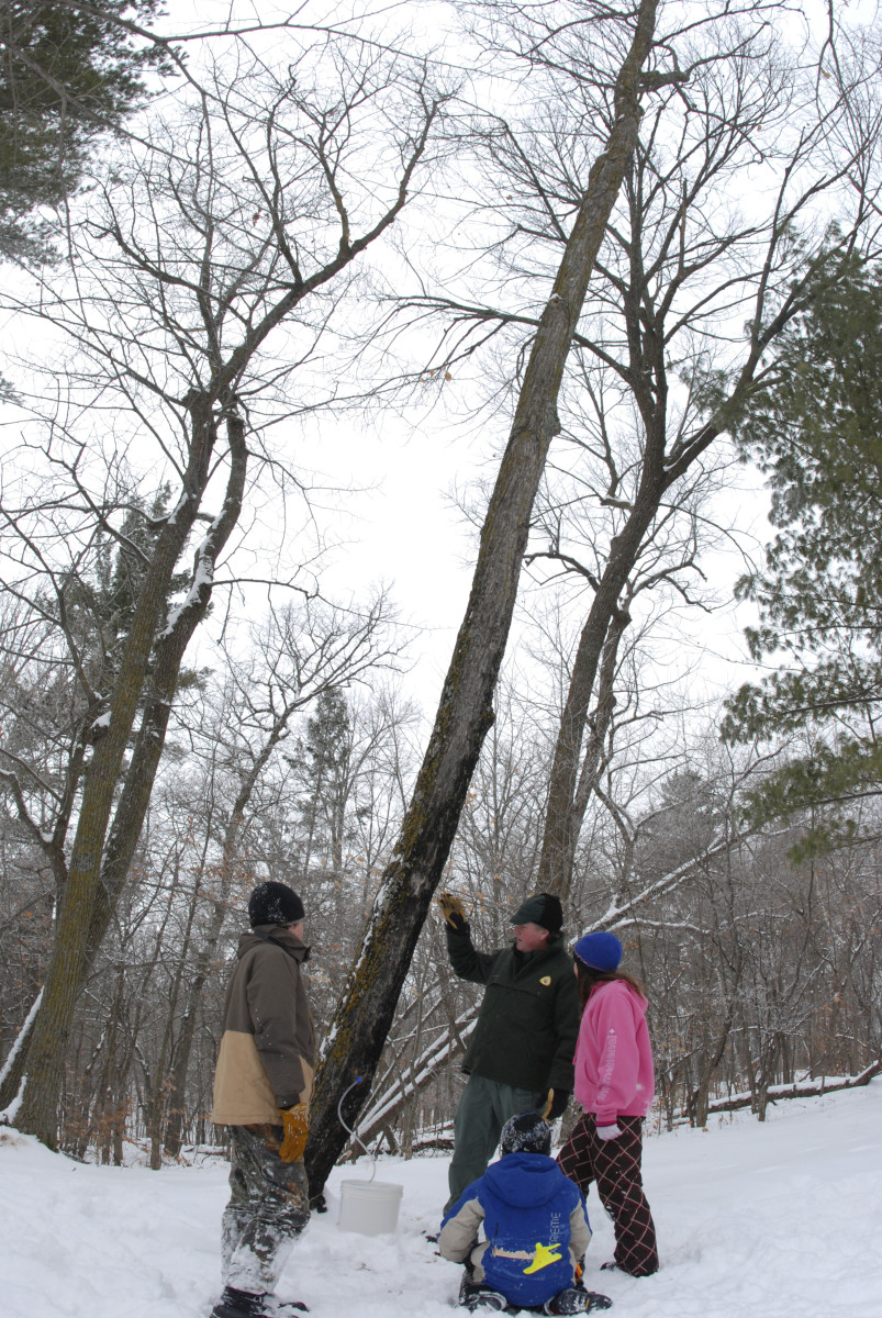 Maple Syrup: A Gift from the Trees | Explore Minnesota