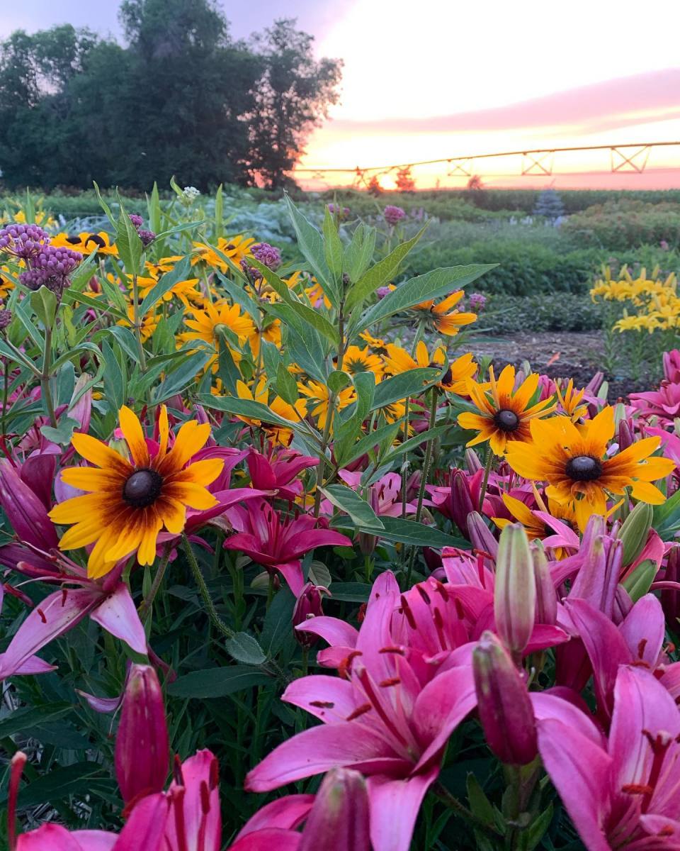 4th Annual Harvest Fest At Rustic Designs Flower Farm Explore Minnesota   B877bc4389281852c0caefa71af6e48592bd54a4 