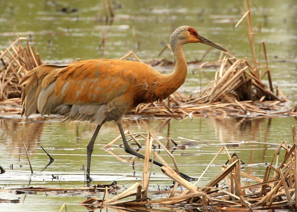 St. Paul is Minnesota's Newest Bird City