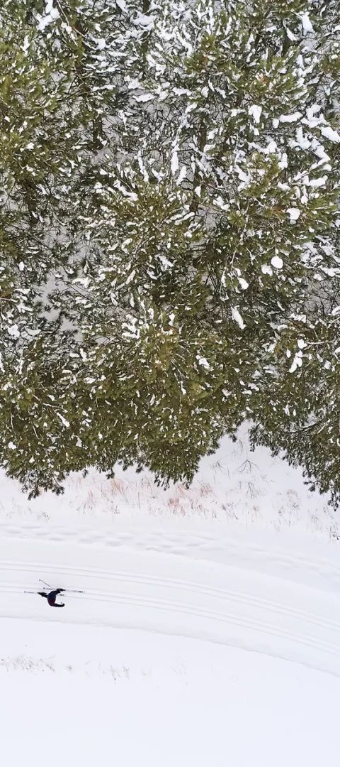 two cross-country skiers in woods from above