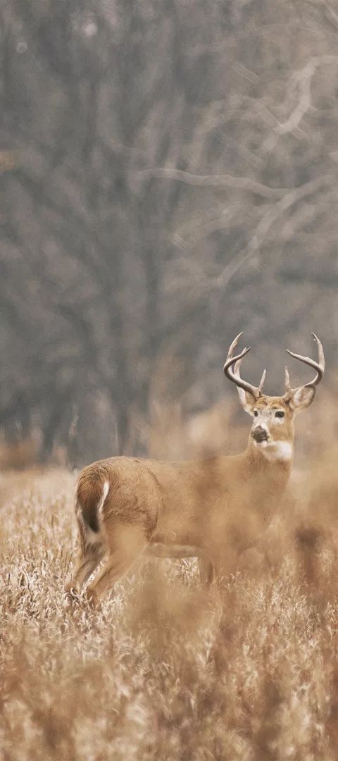 Deer in a field