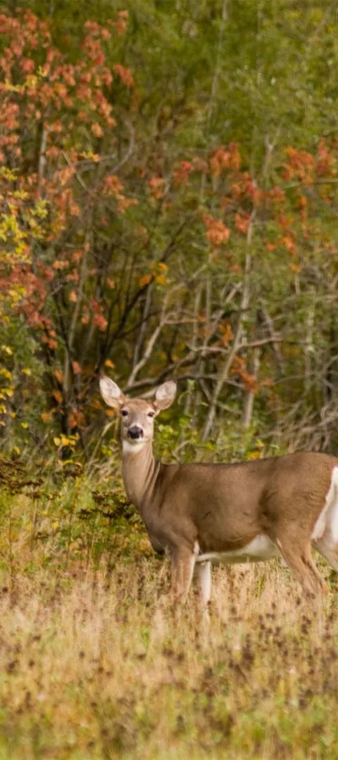 Deer at the Superior Forest Scenic Byway