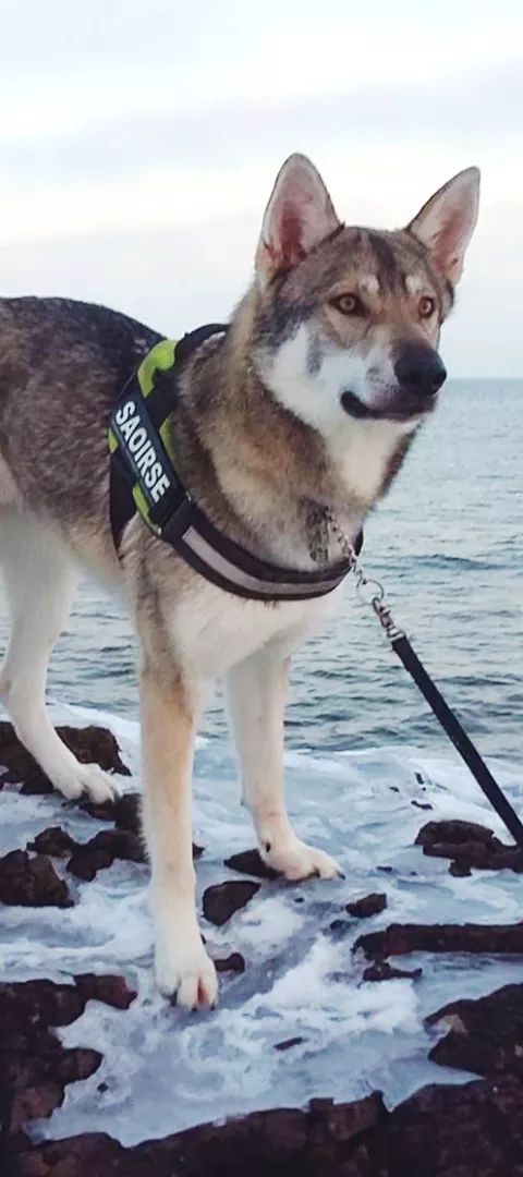 Dog standing by lake in winter