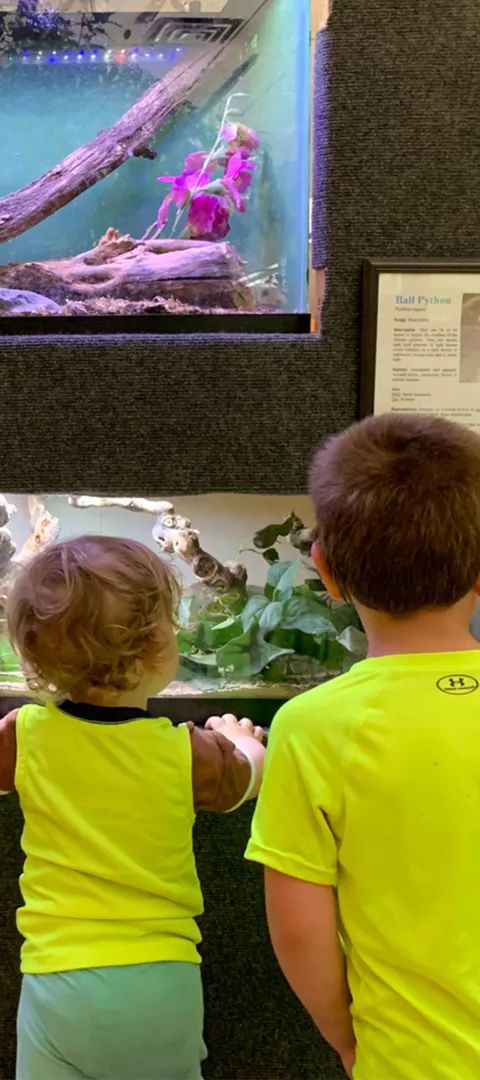 Children looking at the reptile exhibit