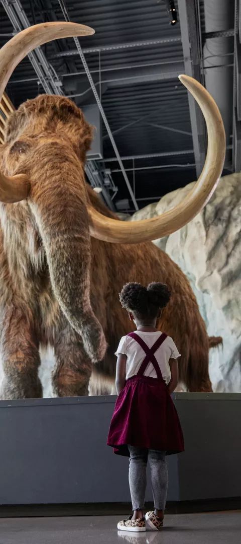 Girl looking at Wooly Mammoth at the Bell Museum, Saint Paul