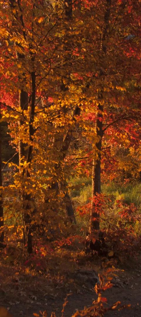 Lake Maria State Park fall scene