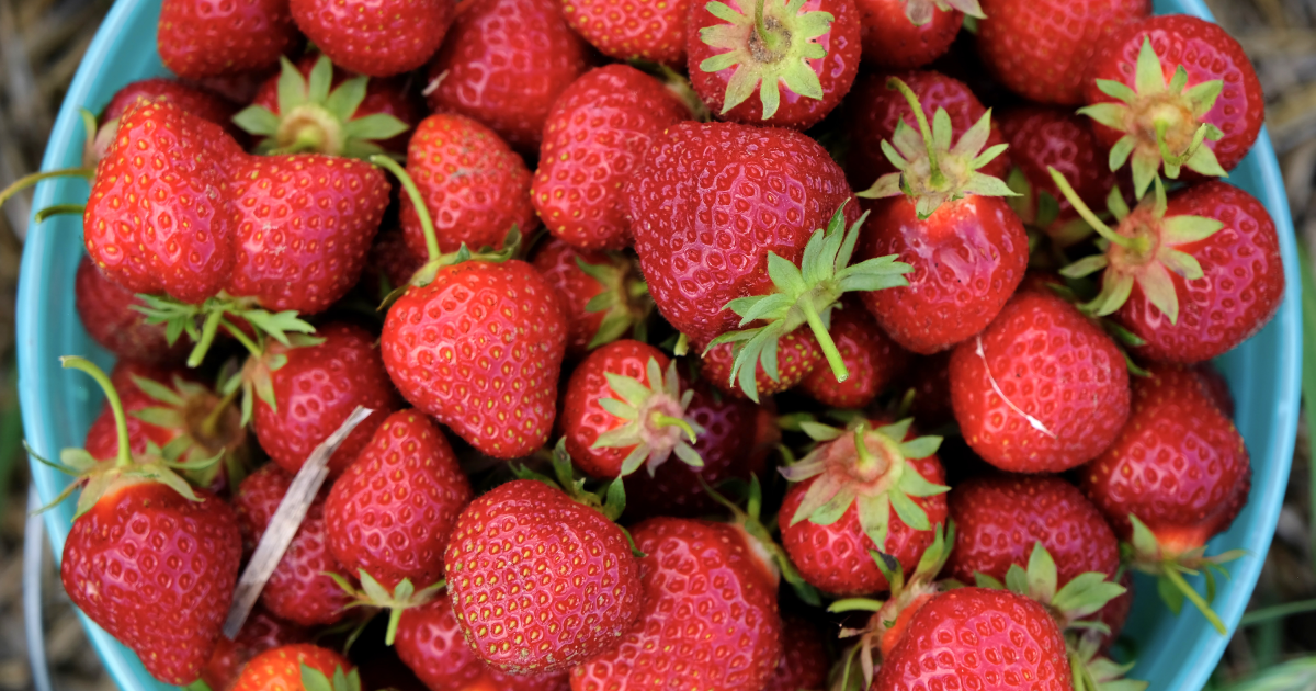 Where to Pick Locally Grown Berries in Minnesota | Explore Minnesota