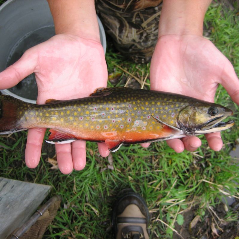 Catch Minnesota’s Most Sought-After Fish  Explore Minnesota